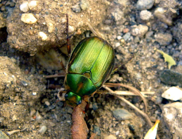 Due Coleotteri da identificare